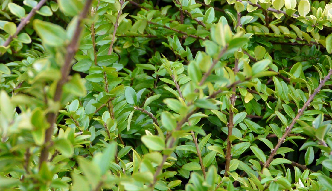 Lonicera nitida Maigrun - Struikkamperfoelie - kopen bij Neutkens planten- en bomencentrum