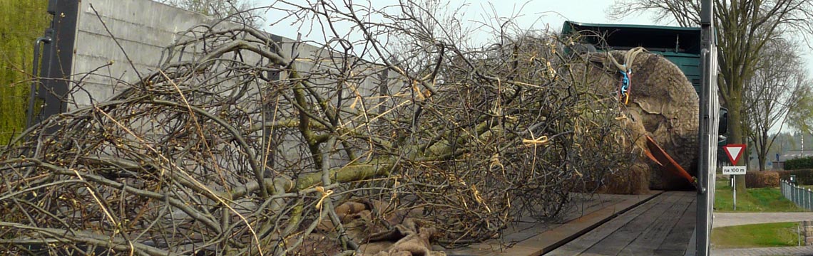 bezorging van planten en bomen voor professionals