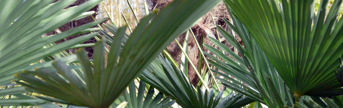 Trachycarpus fortunei - Trachycarpus wagnerianus - Chinese waaierpalm - bomen kopen bij Neutkens