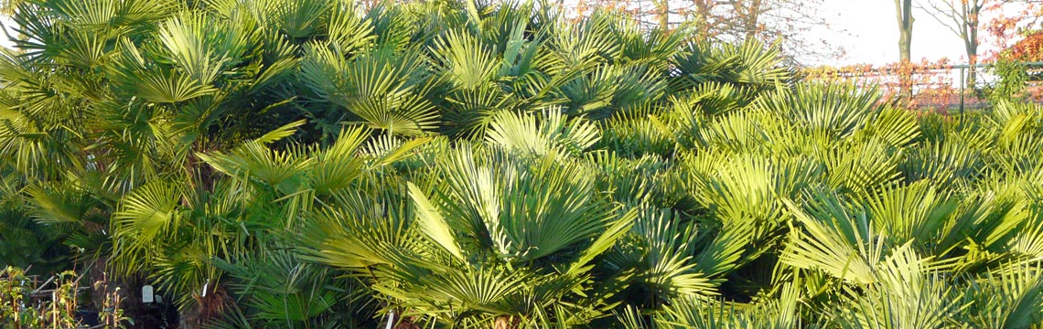 Trachycarpus fortunei - Chinese waaierpalm - voorraad - bomen kopen bij Neutkens