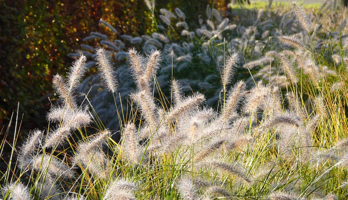 Pennisetum alopecuroides Hameln - Lampenpoetsersgras - kopen bij Neutkens planten- en bomencentrum