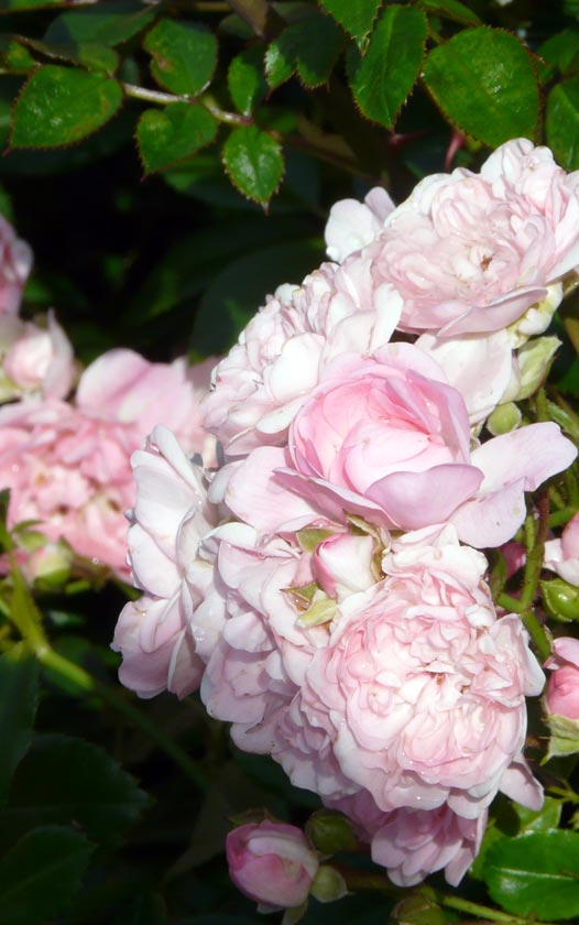 Bodembedekkende roos - Rosa The Fairy - Struikrozen kopen bij Neutkens