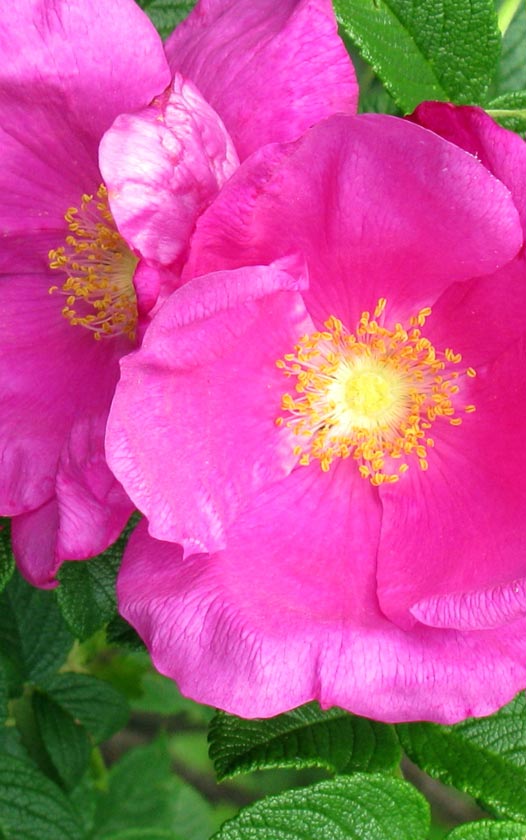 Bottelroos - Rosa rugosa varieteiten - Bottelrozen kopen bij Neutkens
