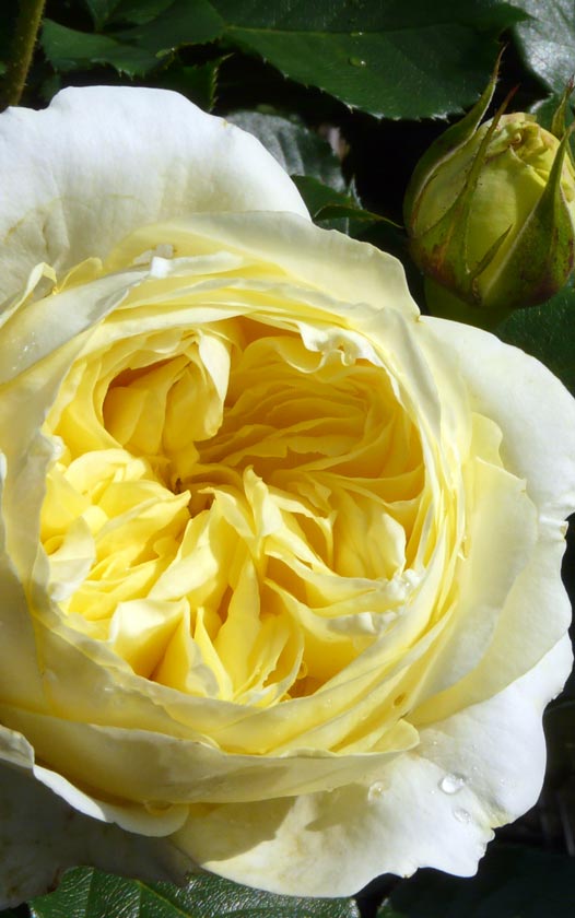 Engelse roos - Rosa David Austin - Engelse rozen kopen bij Neutkens