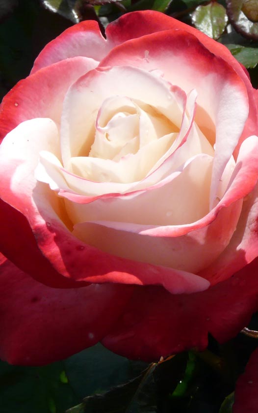 Grootbloemige roos - Rosa Nostalgie - Grootbloemige rozen kopen bij Neutkens