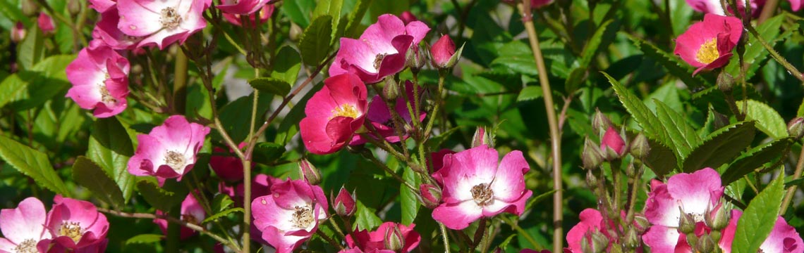 Rozen - Klimrozen - Struikrozen - rozen en mest kopen bij Neutkens