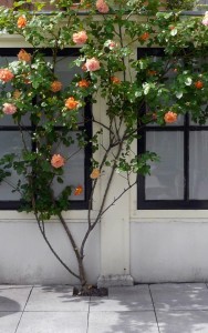 Klimroos - Rosa Westerland - Klimrozen kopen bij Neutkens