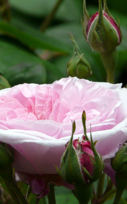 Stamroos - Rosa op stam - Stamrozen kopen bij Neutkens