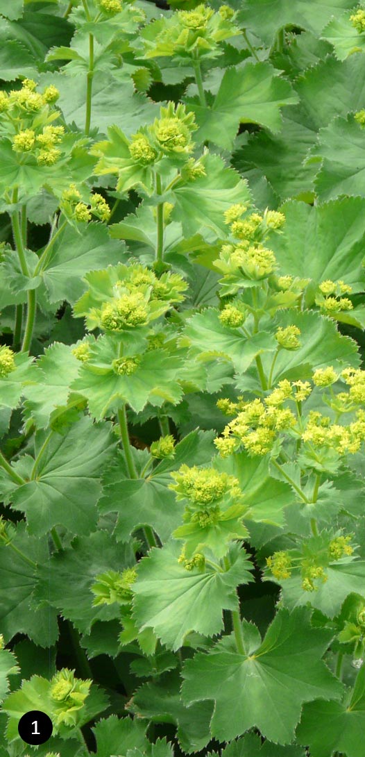 Alchemilla mollis - vrouwenmantel kopen