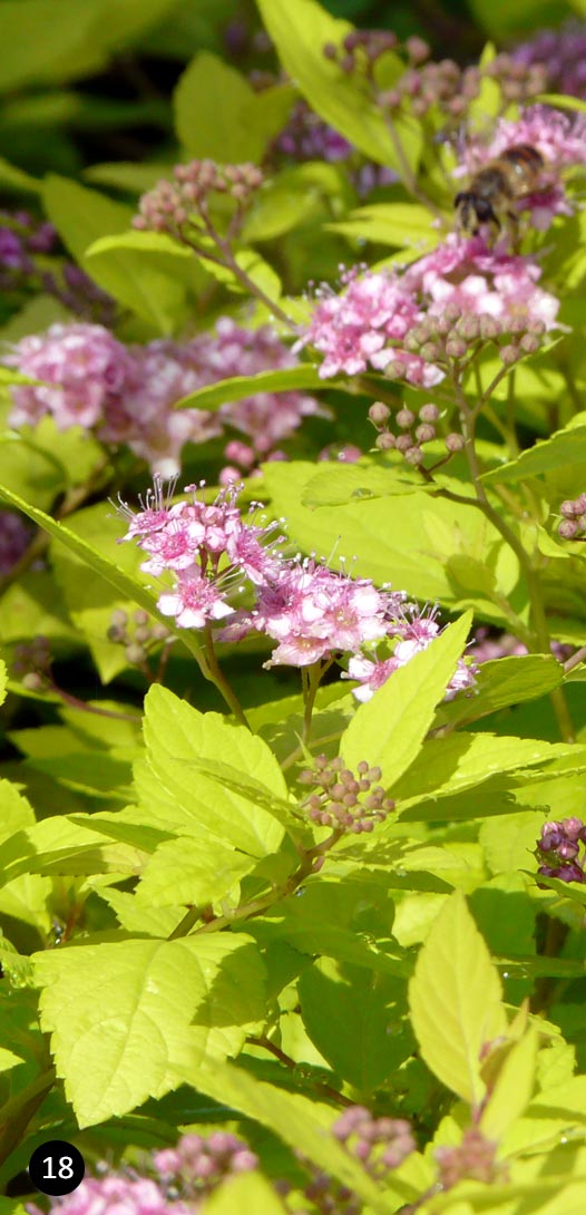 Spiraea japonica Goldflame - Spierstruik