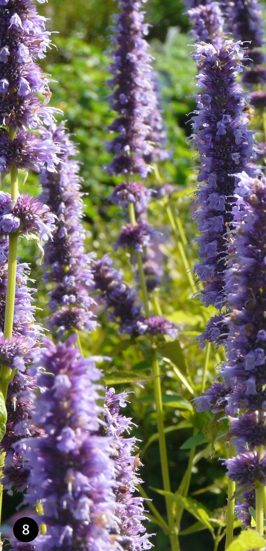 Agastache foeniclum Black Adder