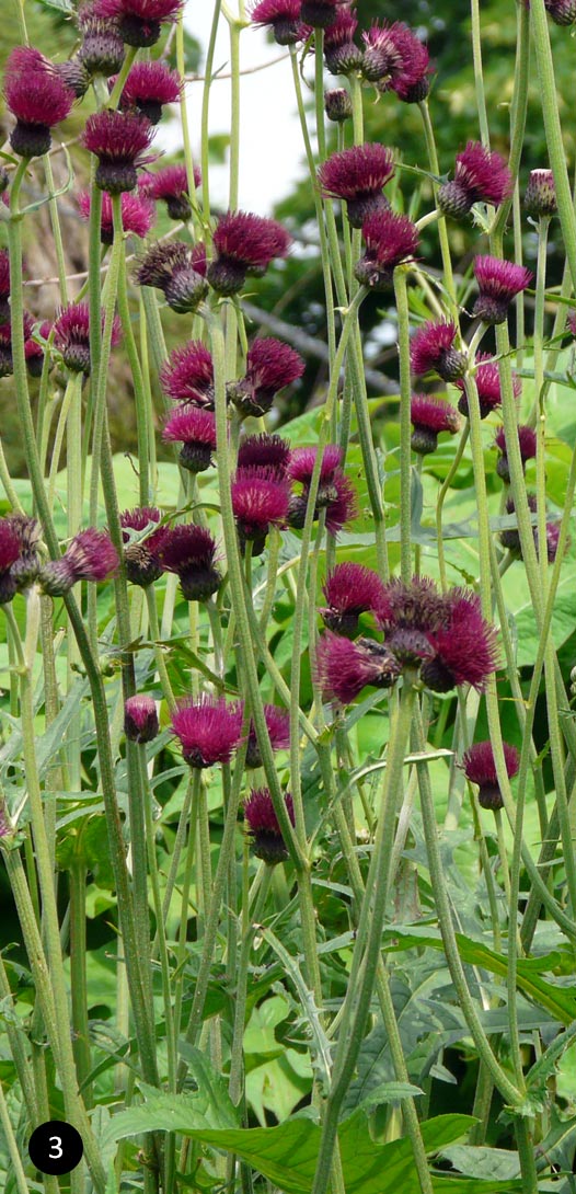 Cirsium rivulare Atropurpureum - Vederdistel