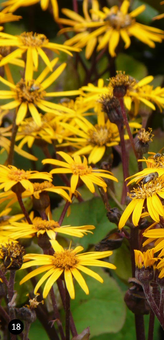 Ligularia dentata Othello - Kruiskruid