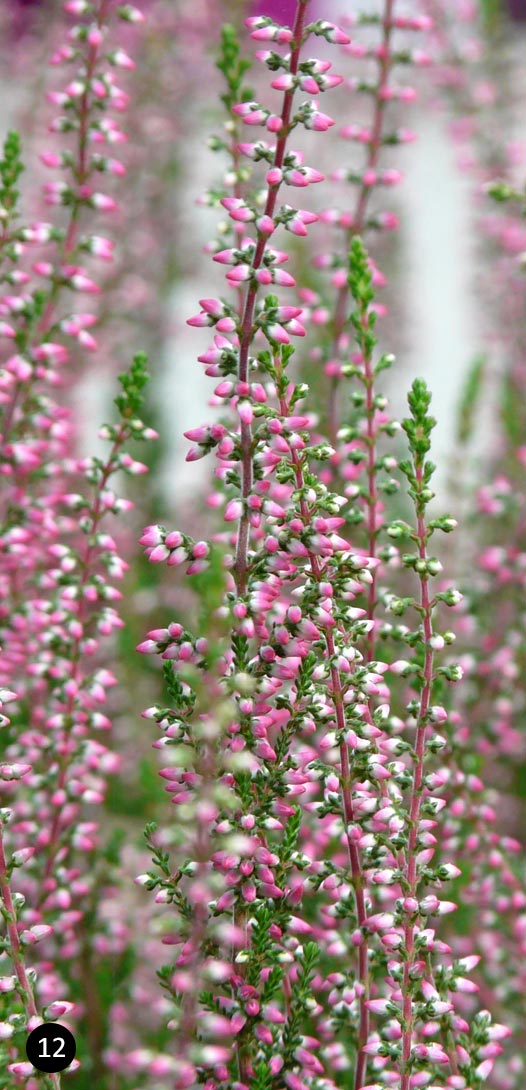 Wonderlijk Inspiratie - roze border | Neutkens Planten- en bomencentrum RN-54