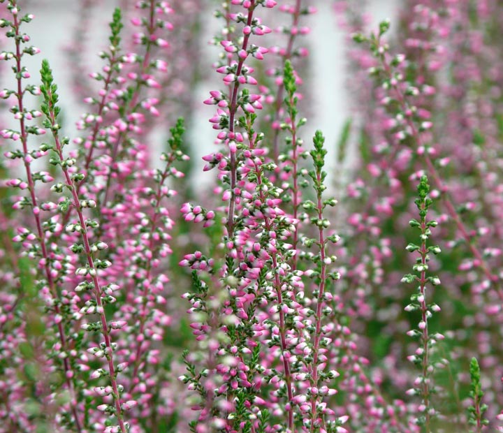 Calluna vulgaris Beauty Ladies - Heideplant - kopen bij Neutkens planten- en bomencentrum