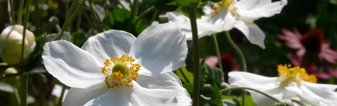 Anemone Honorine Jobert - Herfstanemoon kopen