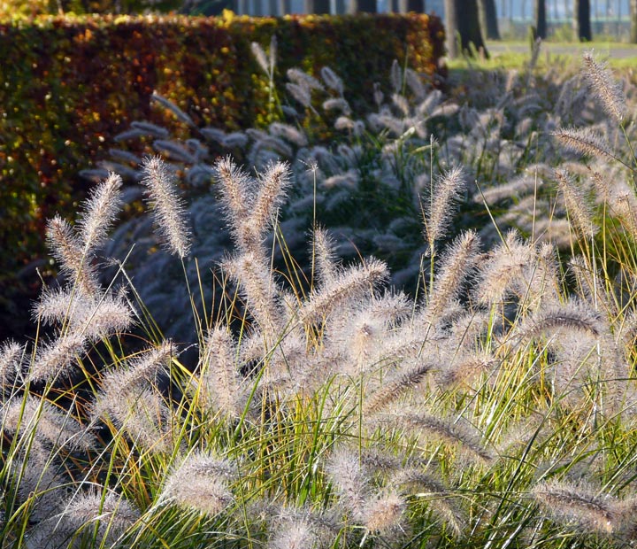 Pennisetum alopecuroides Hameln - Siergrassen - kopen bij Neutkens planten- en bomencentrum