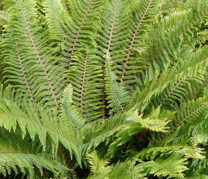 Polystichum setiferum - Varens - kopen bij Neutkens planten- en bomencentrum