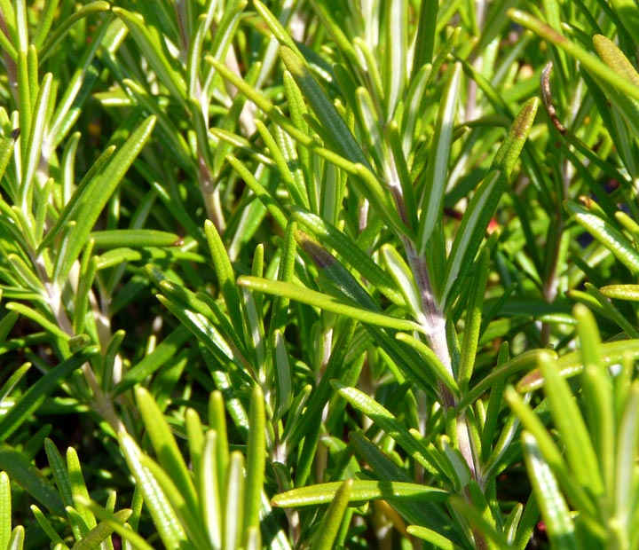 Rosmarinus officinalis - Biologische kruiden - Rozemarijn - kopen bij Neutkens planten- en bomencentrum