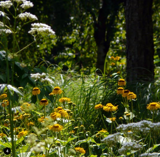 Telekia en Valeriana - border geel