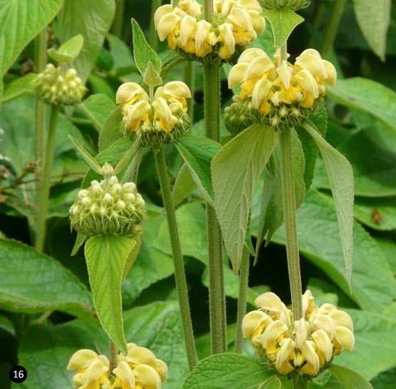 Phlomis russeliana - Etagebloem - brandkruid