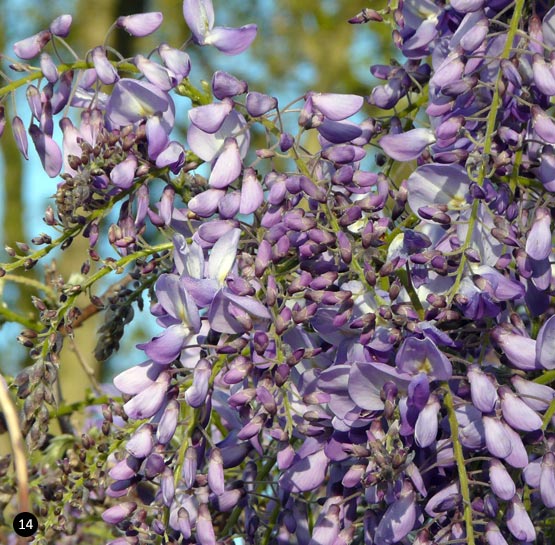 Wisteria sinensis 'Prolific'