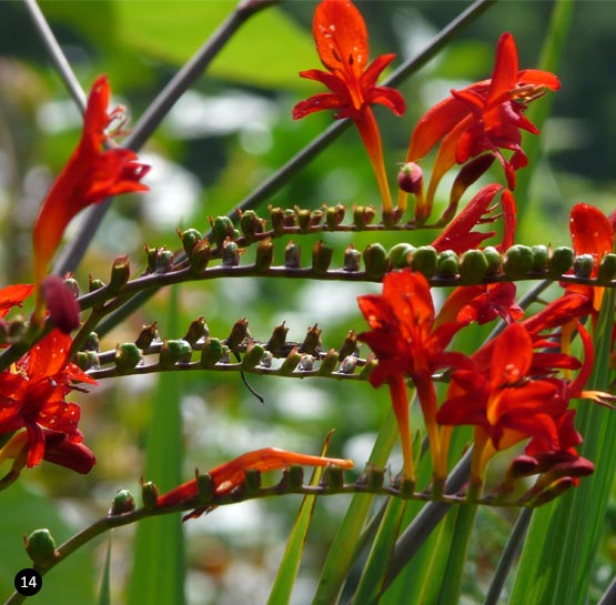 Crocosmia Lucifer - Luciferplant - Montbretia