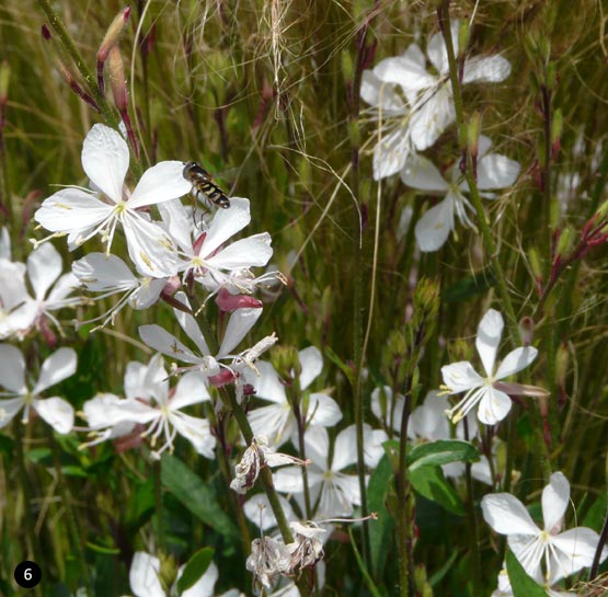 Gaura lindheimeri 'Whirling Butterflies'