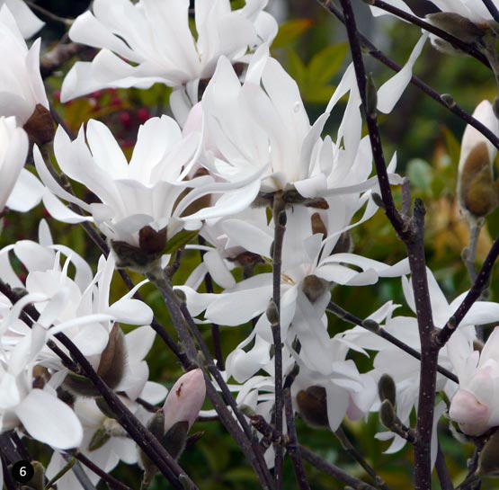 Vierkant groot Wit - 06 - Magnolia stellata - Stermagnolia kopen - Neutkens Planten- en bomencentrum