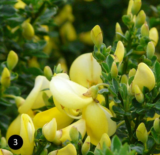 Cytisus scoparius cultivar - Brem
