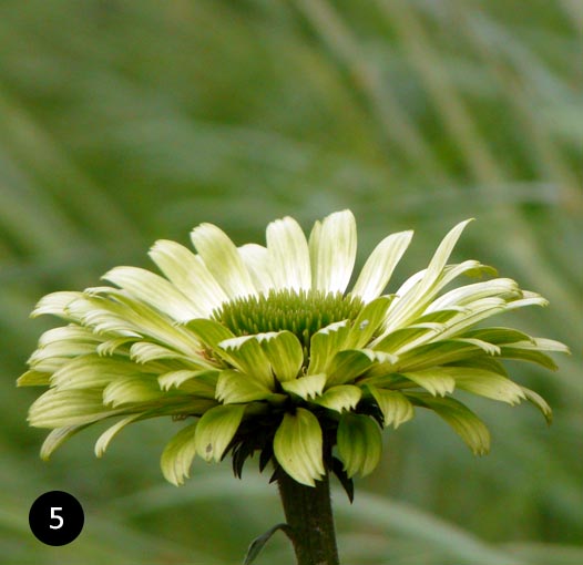 Echinacea purpurea Green Jewel - Groene zonnehoed