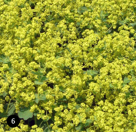 Alchemilla mollis - Vrouwenmantel