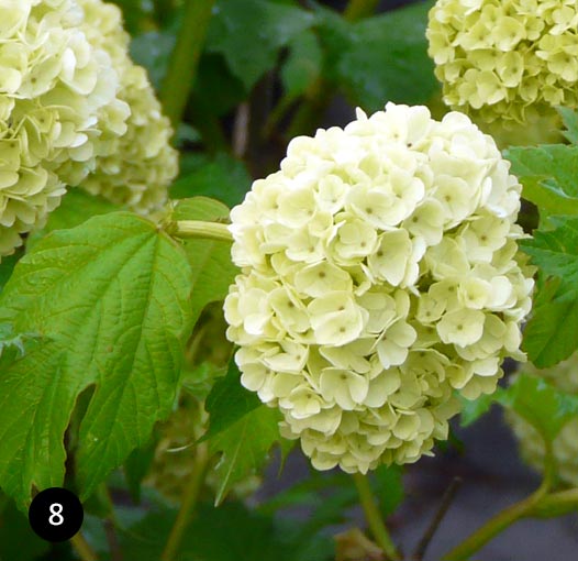 Viburnum opulus Roseum - Gelderse roos