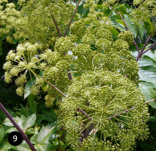 Angelica archangelica - Engelwortel