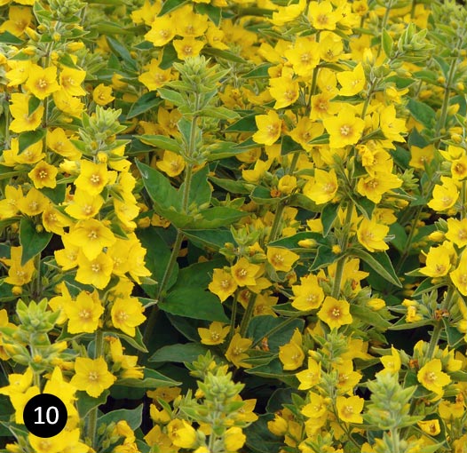 Afdaling In de genade van Zakje Inspiratie - gele border | Neutkens Planten- en bomencentrum