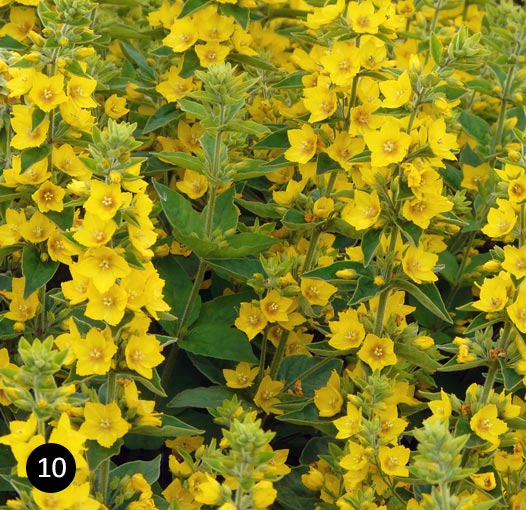 Lysimachia punctata - Puntwederik