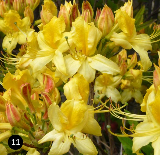 Rhododendron luteum - pontische azalea