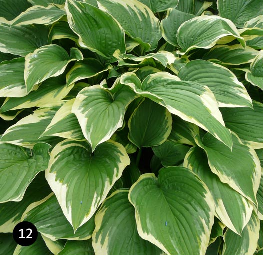 Hosta aureomarginata - Hartlelie