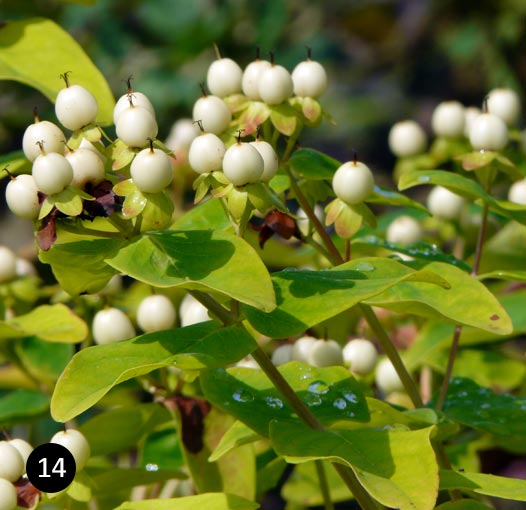 Hypericum Magical White - Hertshooi