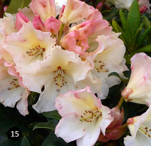 Rhododendron Horizon Monarch - rododendron