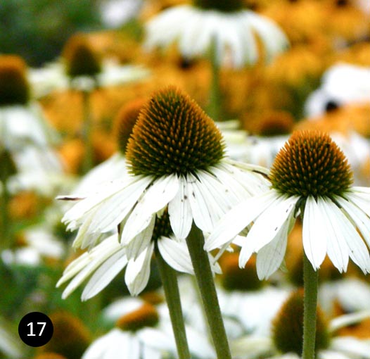 Echinacea purpurea Alba - zonnehoed - rudbeckia