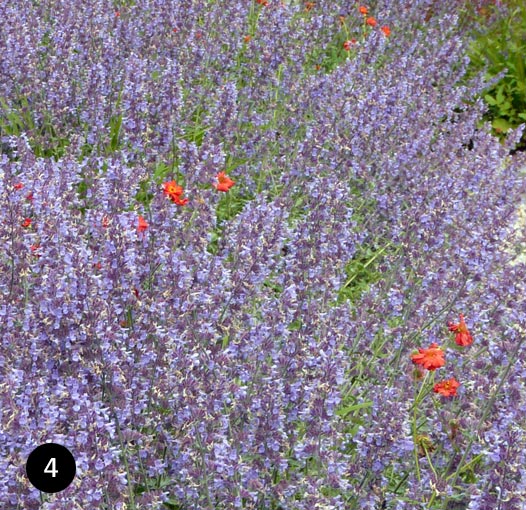 Nepeta faassenii Walker's Low