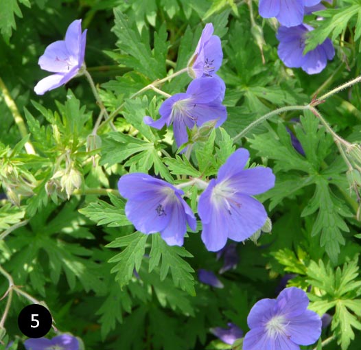 Geranium Johnson's Blue