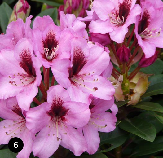 Rhododendron Kokardia