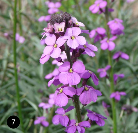 Erysimum Bowles Mauve