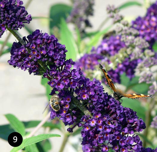 Buddleja davidii Black Knight