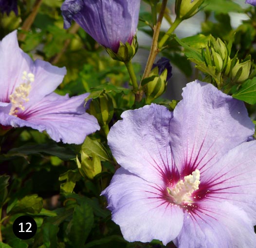 Hibiscus syriacus d'Oiseau Blue