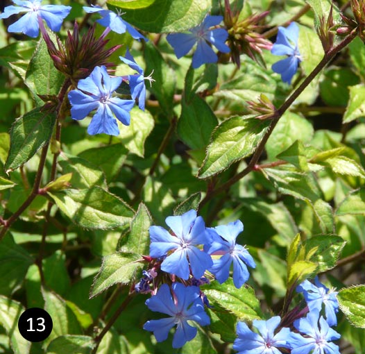 Ceratostigma wilmottianum