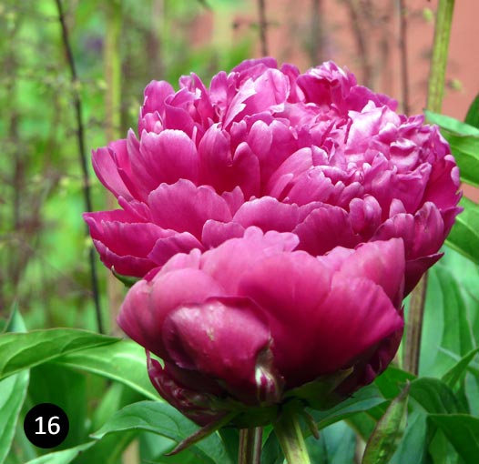 Paeonia 'Karl Rosenfield'