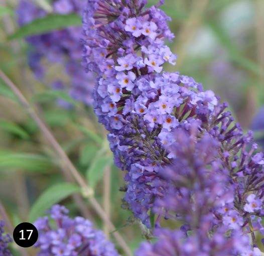 Buddleja davidii 'Nanho Blue'